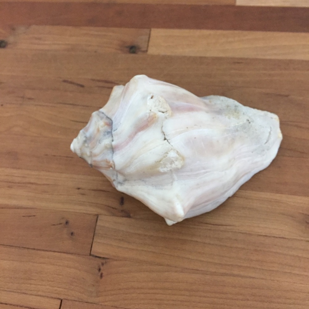 Beautiful Real Seashell - Picture 7 of 12